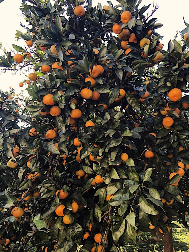 Абхазия мандарины на дереве. Мандарины в абхазии сейчас. Мандарины в абхазии сейчас. Мандарины в абхазии сейчас. Мандарины в абхазии сейчас.