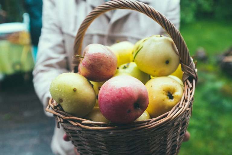 Регионы России, где выращивают самые вкусные яблоки / Блог о туризме |  Едем-в-Гости.ру
